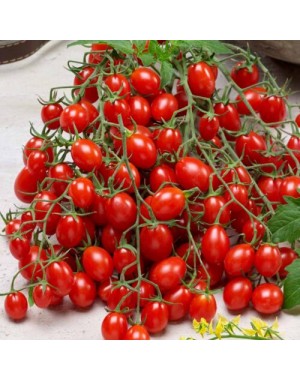 Тутти Фрутти F1 в горшке